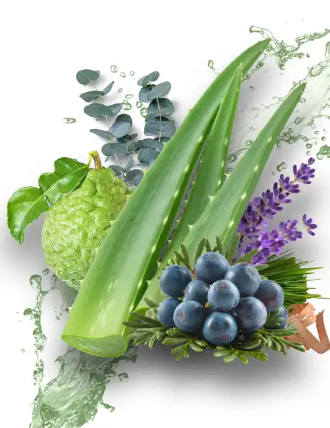 Aloe Juniper Type Clean Fragrance