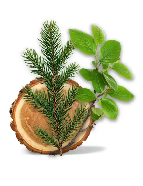 Frasier Fir Clean Fragrance