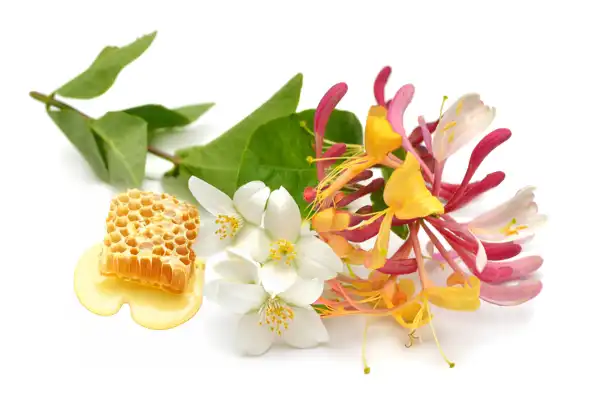 Honeysuckle Clean Fragrance