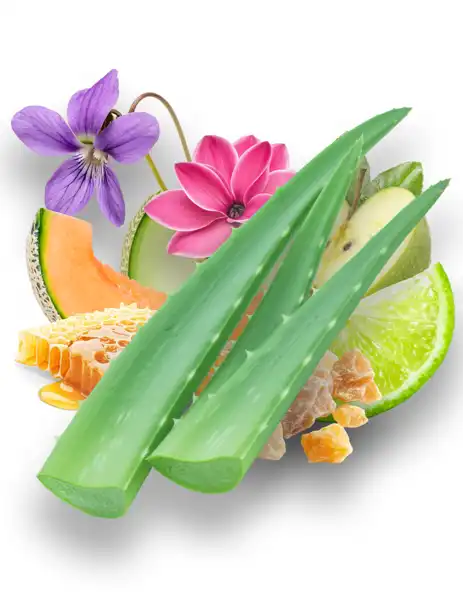 Agave Clean Fragrance