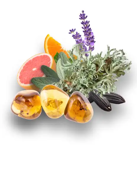 Oakmoss & Amber Clean Fragrance