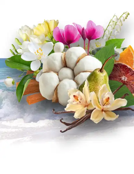 Sea Island Cotton Clean Fragrance