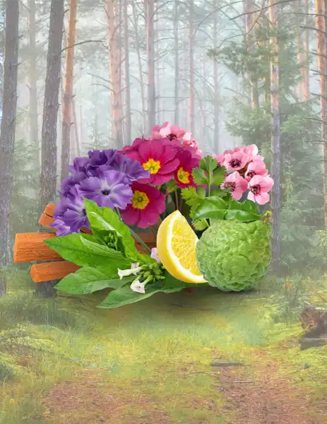 Walk in the Woods Clean Fragrance