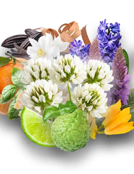 White Clover Clean Fragrance